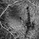 Juxtafoveal Choroidal Neovascularization Secondary to Choroidal Rupture Juxtafoveal Choroidal Neovascularization Secondary to Choroidal Rupture